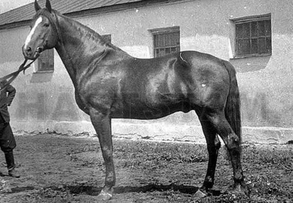 Okapi C. (FR)