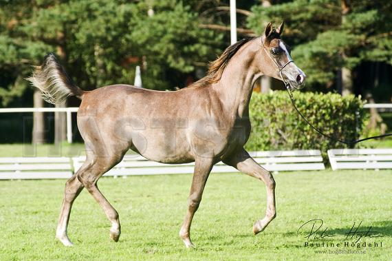 Naples Top Model ox