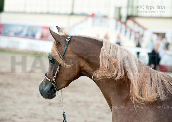 Equitana ox