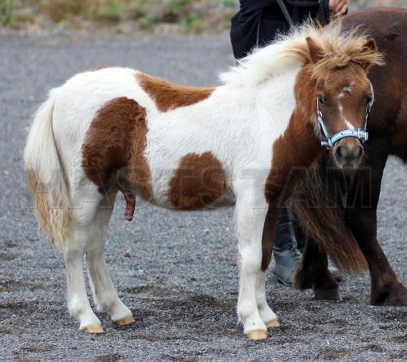 Ej färdigregistrerad