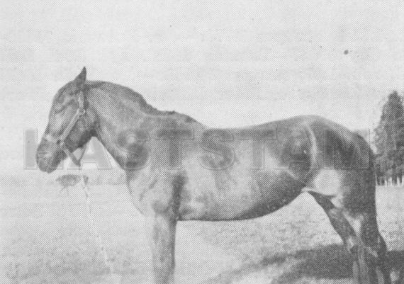 Kokett