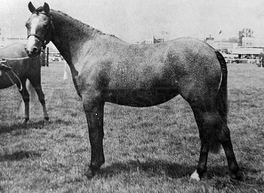 Marston Mirage