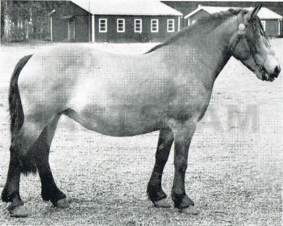 Rafta (15)