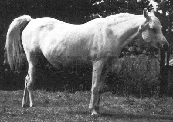 Wega ox