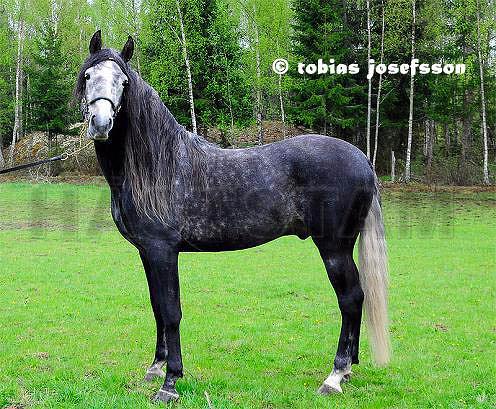 Zorro