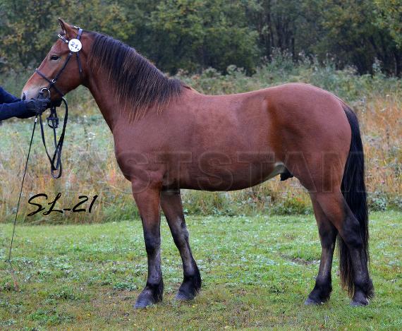 Pellegnillot