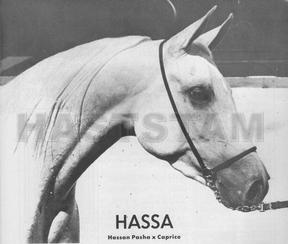 Hassa ox
