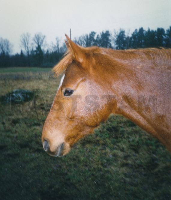 Bambino