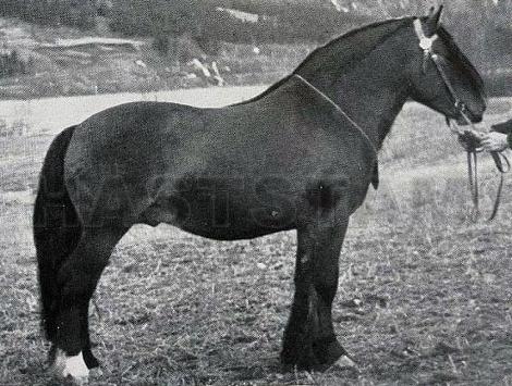 Solbjörn