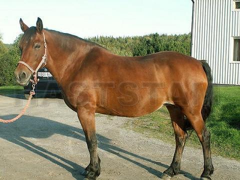 Bobbelina
