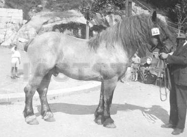 Joubert du Buissot