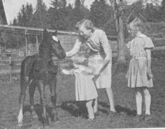Hingst u. Lolette II 63863