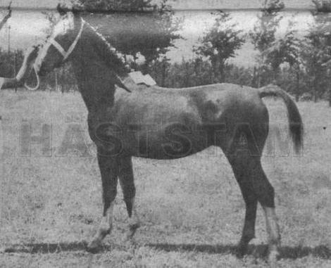 Parusa