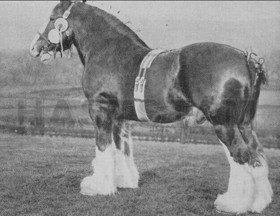 Warton Draughtsman