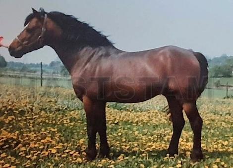 Rondeels Careaway