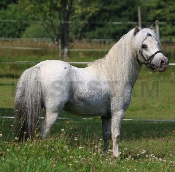 MHB Dreamstar