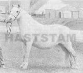 Silver Manes Silver Zephyr