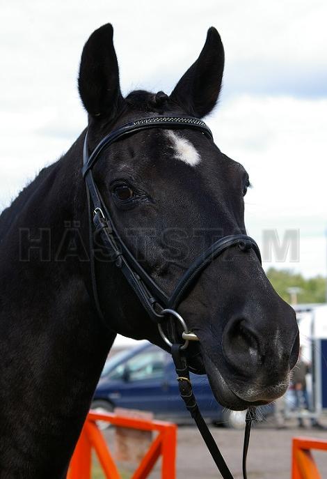 Blackie