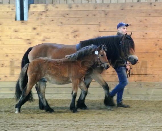 Zelsius (2)