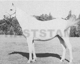 Garaffa ox