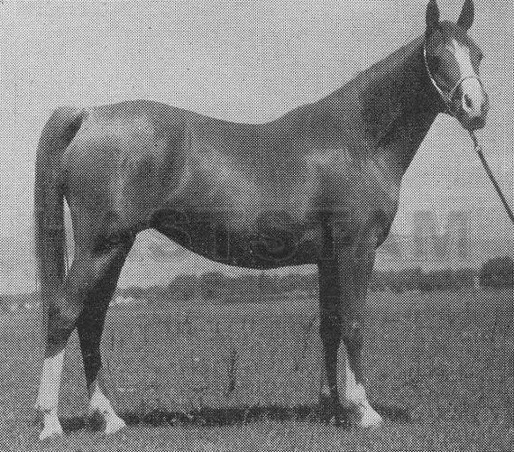 Rouzyla ox