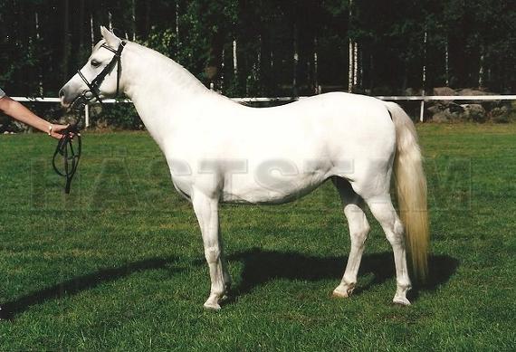 Bostorp Bell Star