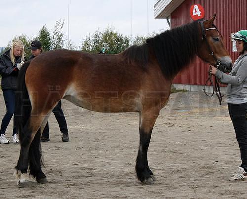 Lien Elin