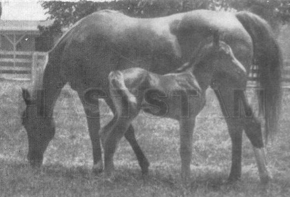 Schilastra ox
