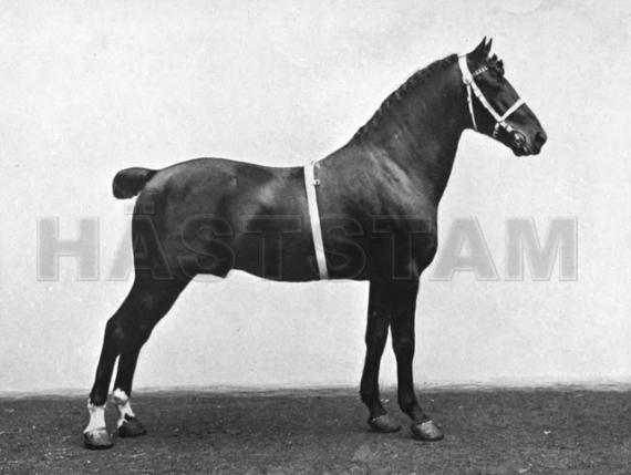 Pinderfields Horace