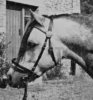 Longbrook Nobleman