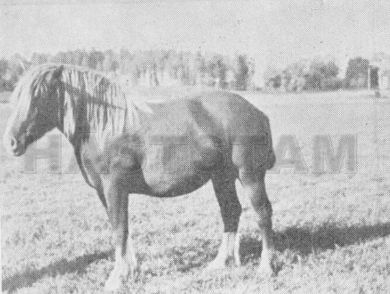 Bella III