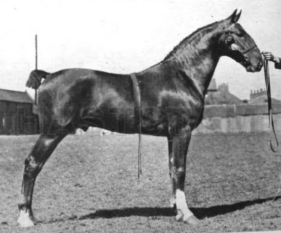 Capenor King's Minister