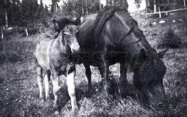Tröi-Stjerna (NO)