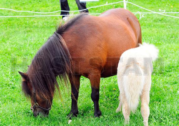 Sanne v.h. Duurschenbosch