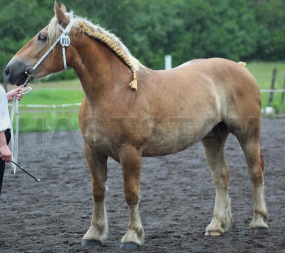 Estrella
