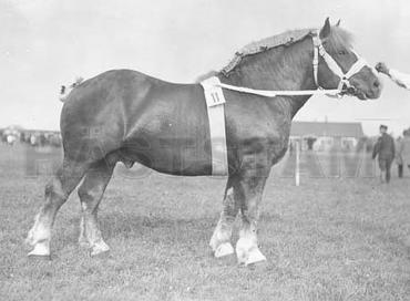 Baron Teo