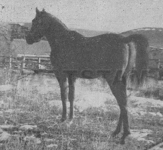 Na-Aiyil ox