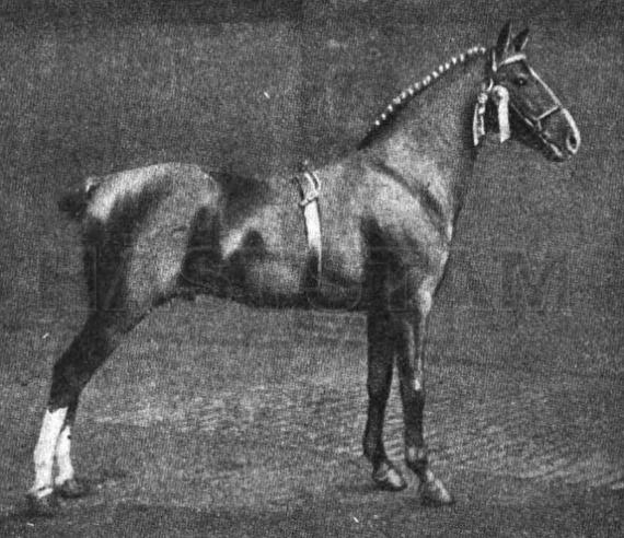 Ryburn Wonder