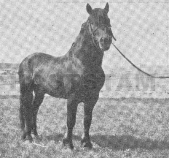 Alno
