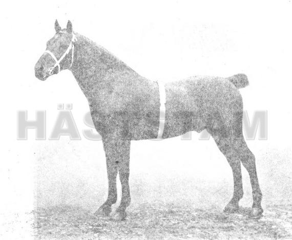 Warburton Aneroid