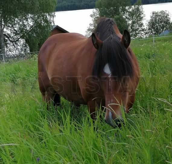 Pilstjärn