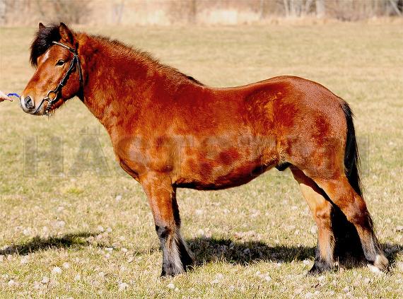Glorias Galant