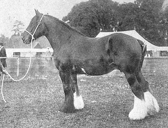 Blythwood Laurel