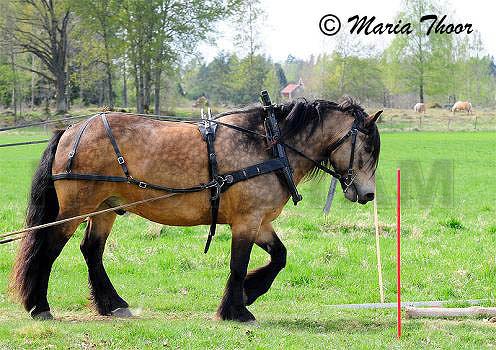 Brutten