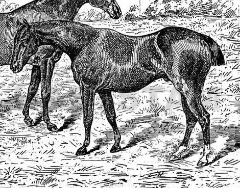 Caxton