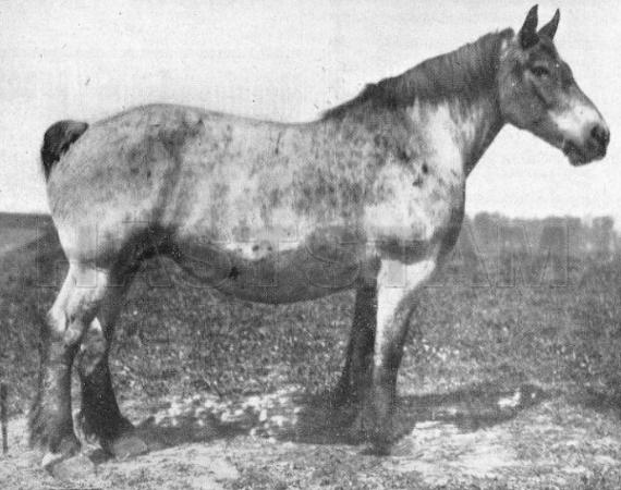 Bouture de Kerque