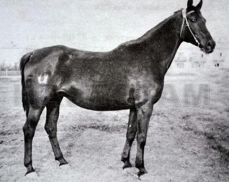 Devotka