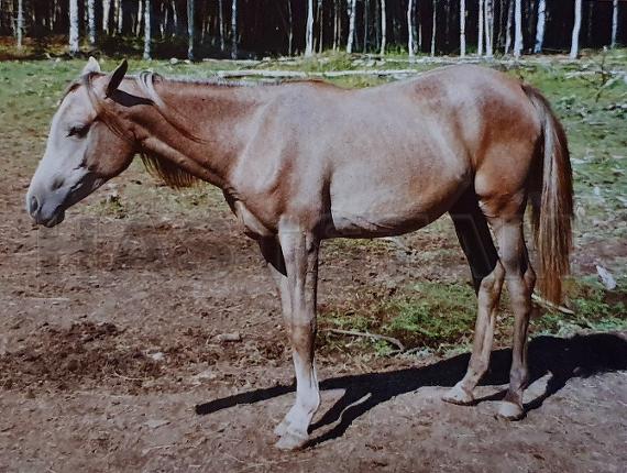 Gustafwia ox