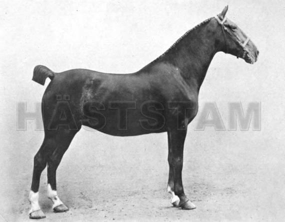 Beckingham Lady Grace
