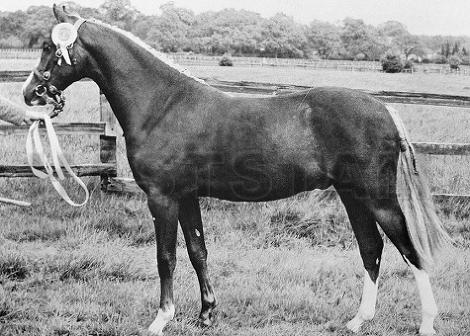 Shimpling Oscar